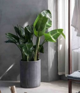 Indoor Plants
